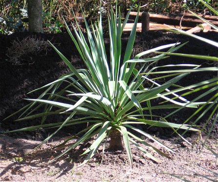 Yucca gloriosa X recurvifolia bij de aanplant