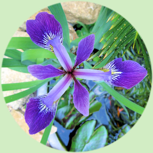 De prachtige bloem van Iris laevigata 'Mottled Beauty'.