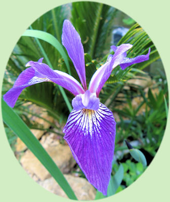 De prachtige bloem van Iris laevigata 'Mottled Beauty'.